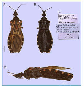 First record of Panstrongylus megistus (Burmeister, 1835) (Hemiptera, Reduviidae, Triatominae) from Ilha Grande, Rio de Janeiro, Brazil.