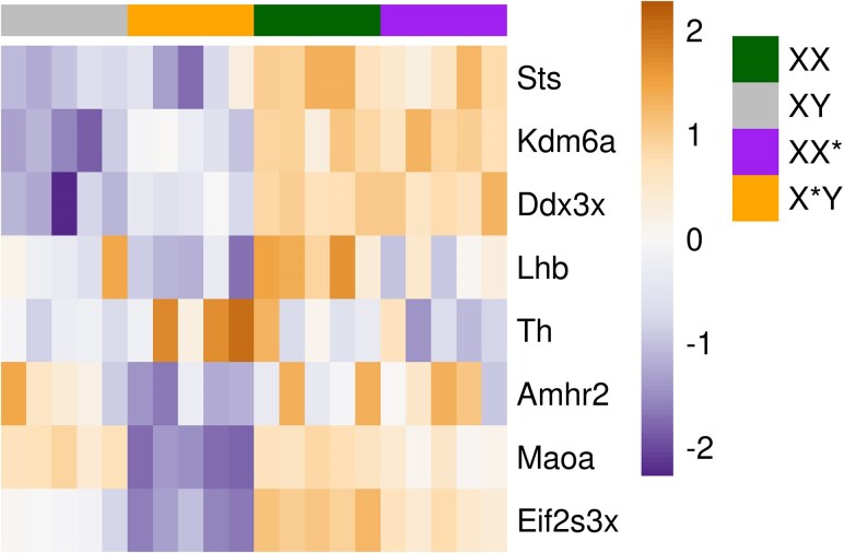 Influence of Gonadal and Chromosomal Sex on the Brain Transcriptome in a Mouse Species with Natural Sex Reversal.