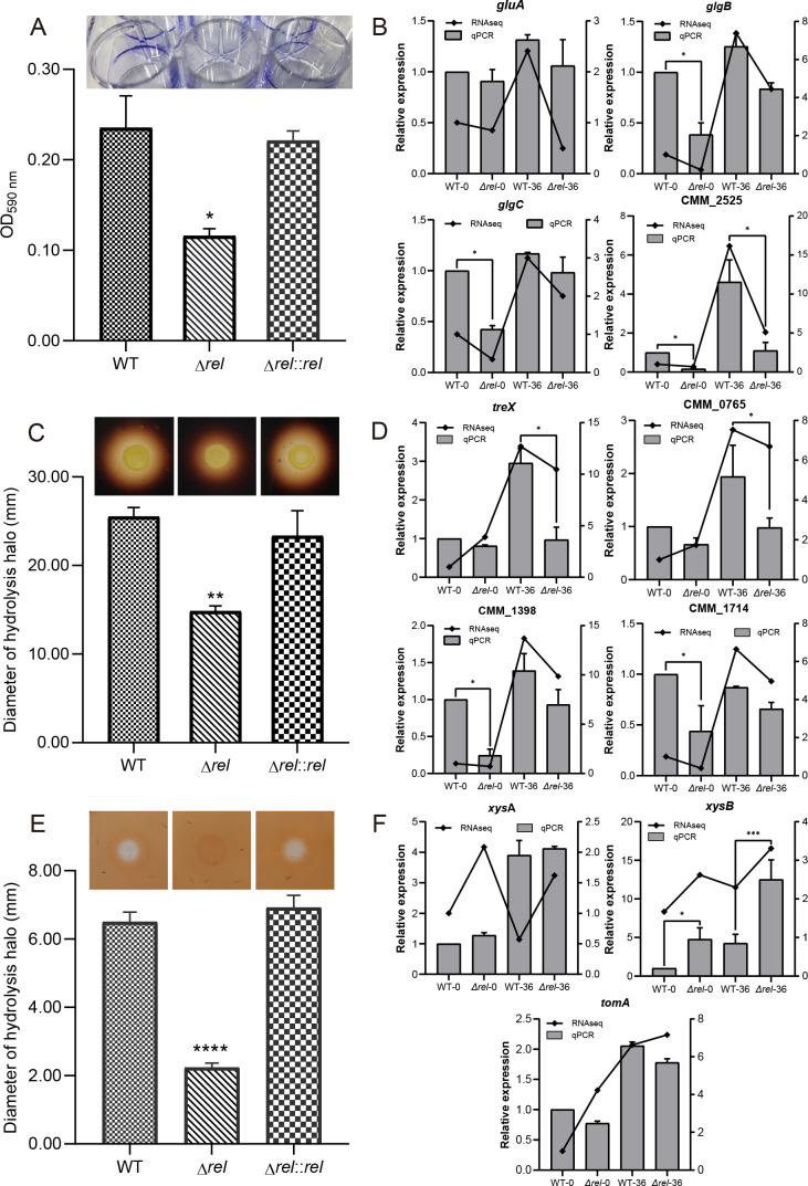 Bacterial alarmone (p)ppGpp mediates the pathogenicity of <i>Clavibacter michiganensis</i> via a dual mechanism that affects both enzyme production and the Tat secretion system.
