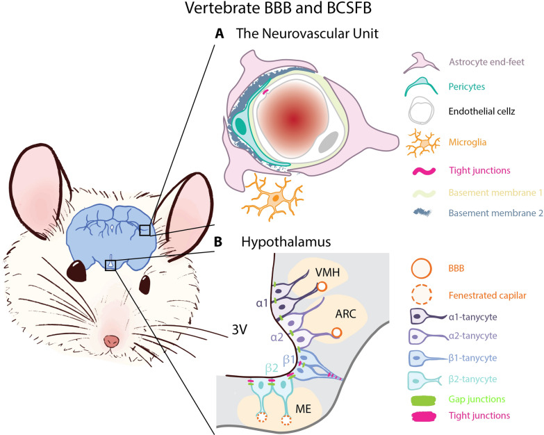 Invertebrate glial barriers as a model for understanding blood-brain barrier evolution.