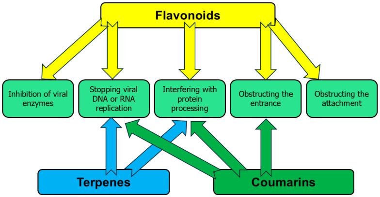 <i>Etrog Citron</i> (<i>Citrus medica</i>) as a Novel Source of Antiviral Agents: Overview of Its Bioactive Phytochemicals and Delivery Approaches.