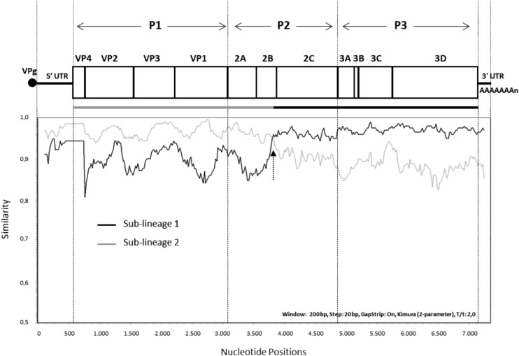Genetic evolution of swine vesicular disease viruses circulating in Italy from 1992 to the eradication in 2015 and emergence of a recent recombinant strain.