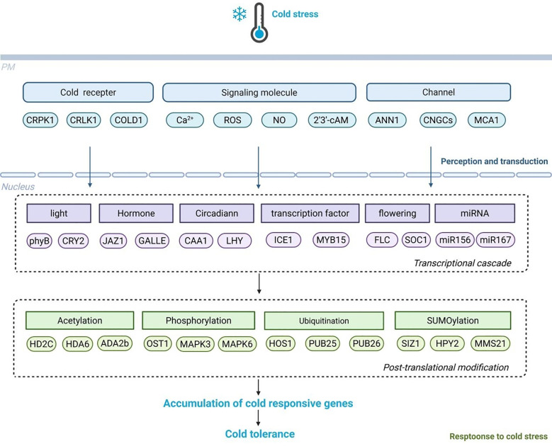 Unraveling the signaling pathways of plant cold stress: current insights and future directions.