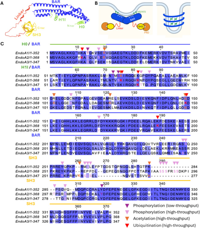 Bending the boundaries: the many facets of endophilin-As from membrane dynamics to disease.