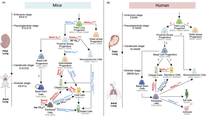 The next frontier in lung development and regeneration research: harnessing iPSC models to illuminate notch signaling pathways.