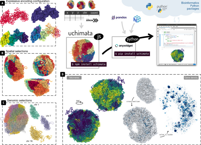 Uchimata: a toolkit for visualization of 3D genome structures on the web and in computational notebooks.