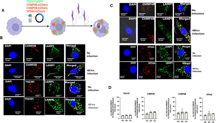 A non-canonical activation of the host's ESCRT machinery is required for the scission of parasitophorous vacuoles and the replication of Leishmania donovani.