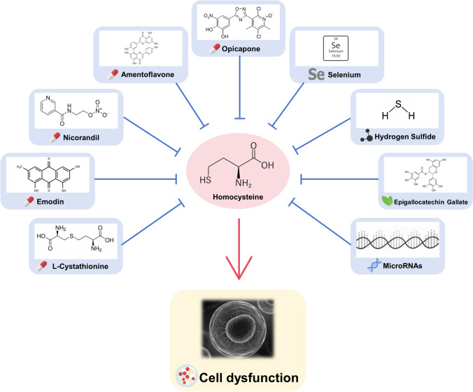 Dysregulated homocysteine metabolism and cardiovascular disease and clinical treatments.