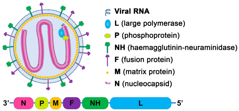 Genetic Diversity of Newcastle Disease Virus and Its Implications for Vaccine Development.