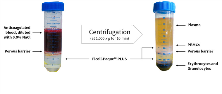 Detection of Autophagy in Human Peripheral Blood Mononuclear Cells Using Guava<sup>®</sup> Autophagy and Flow Cytometry.