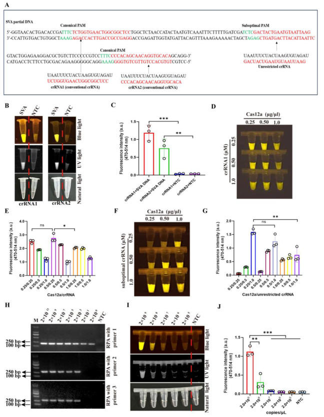 Rapid Visual Detection of Senecavirus A Based on RPA-CRISPR/Cas12a System with Canonical or Suboptimal PAM.