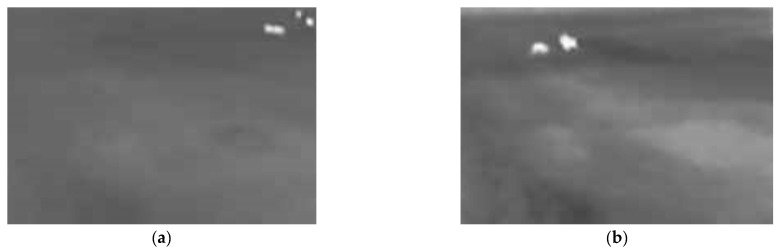 Image Processing Algorithms Analysis for Roadside Wild Animal Detection.