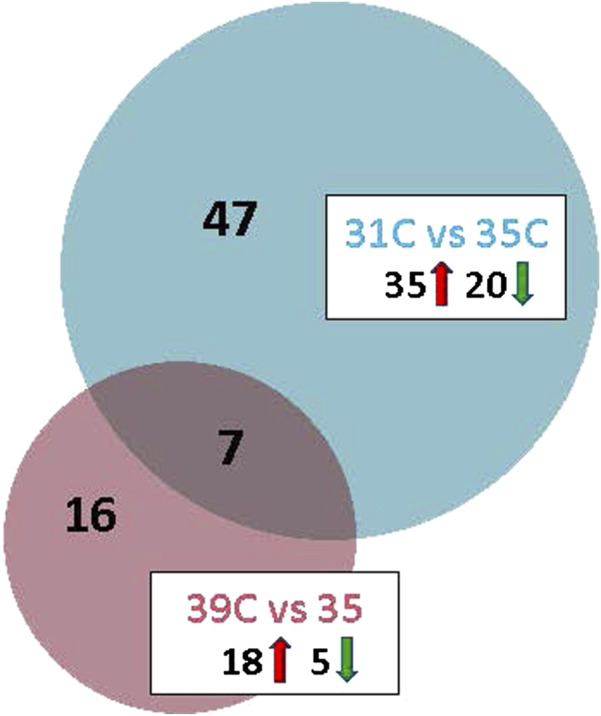Thermal challenge significantly alters gene expression in breast muscle of commercial turkey poults.