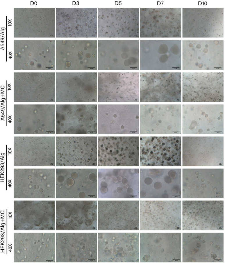 From monolayer to spheroid: assessing influenza a virus infection in 2D and 3D cell culture of A549 and HEK293.