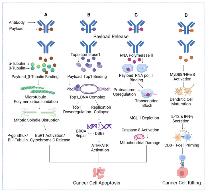 Antibody-Drug Conjugates in Breast Cancer: Navigating Innovations, Overcoming Resistance, and Shaping Future Therapies.