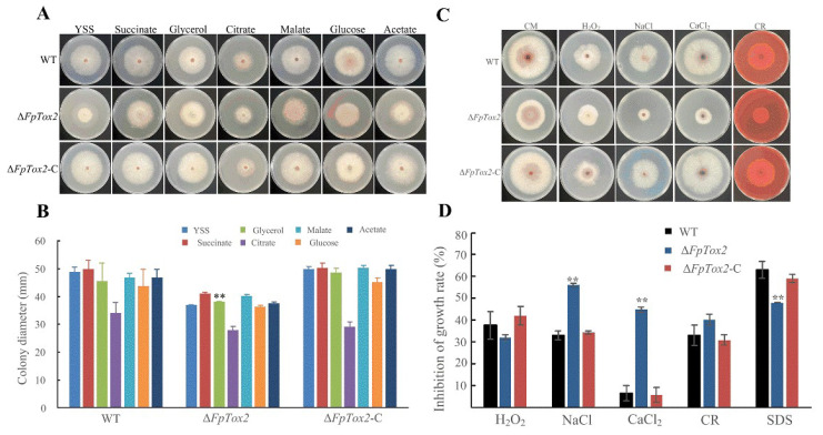 The TOX2 Gene Is Responsible for Conidiation and Full Virulence in <i>Fusarium pseudograminearum</i>.
