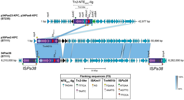 New Insights in <i>bla</i><sub>KPC</sub> Gene Mobilization in <i>Pseudomonas aeruginosa</i>: Acquisition of <i>bla</i><sub>KPC-3</sub> and Identification of a New Tn<i>2</i>-like NTE Mobilizing <i>bla</i><sub>KPC-2</sub>.