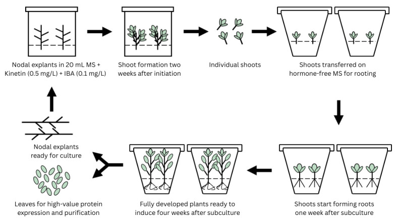 Practical Guide to In Vitro Clonal Propagation of <i>Nicotiana benthamiana</i> Using Axillary Shoot Induction.