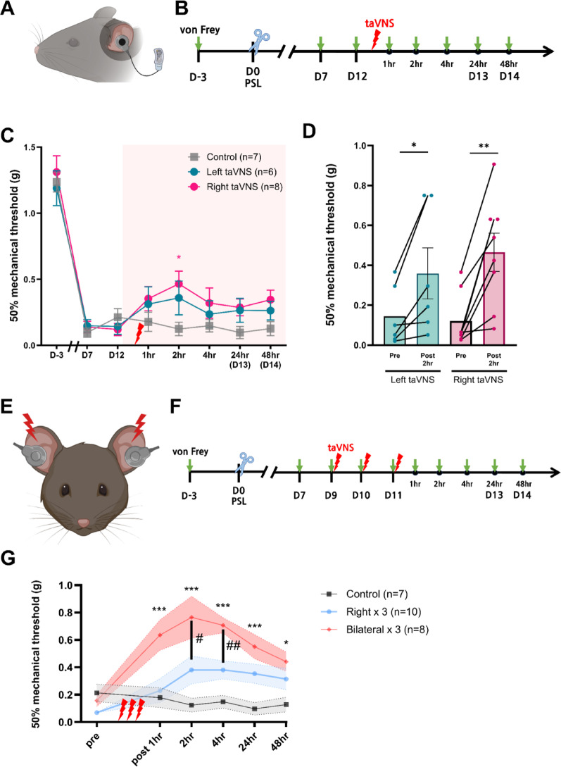 Analgesic effects of transcutaneous auricular vagus nerve stimulation on partial sciatic nerve ligation-induced neuropathic pain in mice via serotonergic pathways.