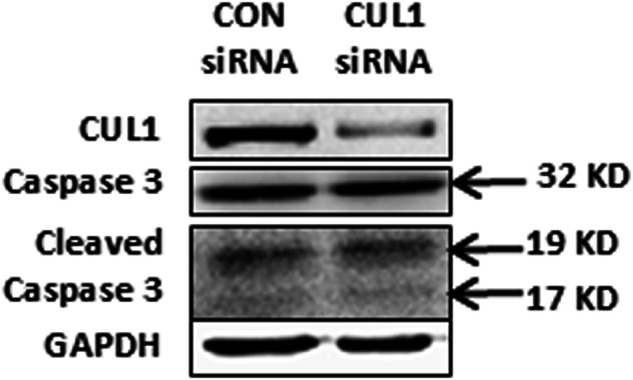 Correction: CUL1 promotes trophoblast cell invasion at the maternal-fetal interface.