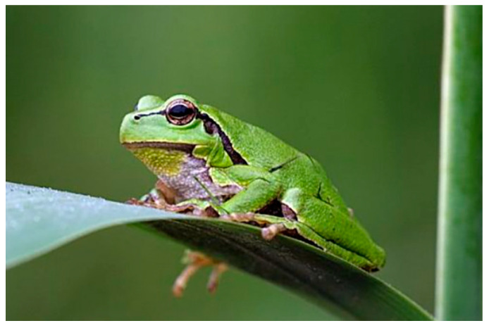 Effect of Substrate Compliance on the Jumping Mechanism of the Tree Frog (<i>Polypedates dennys</i>).