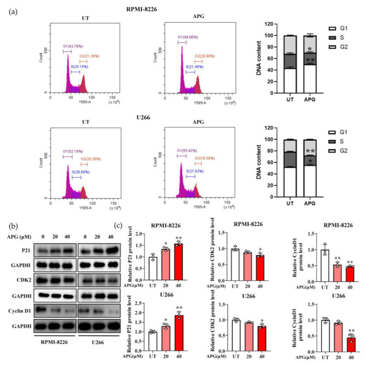 The Anti-Tumor and Bortezomib-Sensitizing Effects of Apigenin in Multiple Myeloma.
