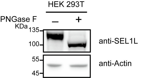 Verification of N-Linked Glycosylation of Proteins Isolated from Plant or Mammalian Cell Lines Using PNGase Enzyme.