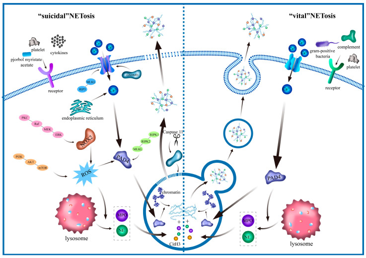 Neutrophil Extracellular Traps in Cardiovascular Diseases: Pathological Roles and Therapeutic Implications.