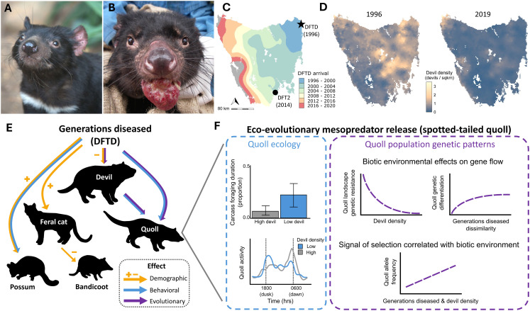 The devil in more detail: Eco-evolutionary genomics of Tasmanian devil persistence despite range-wide spread of a fatal, transmissible cancer.