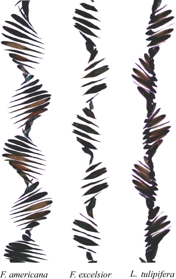 Precession dynamics and morphology of rolling samaras.