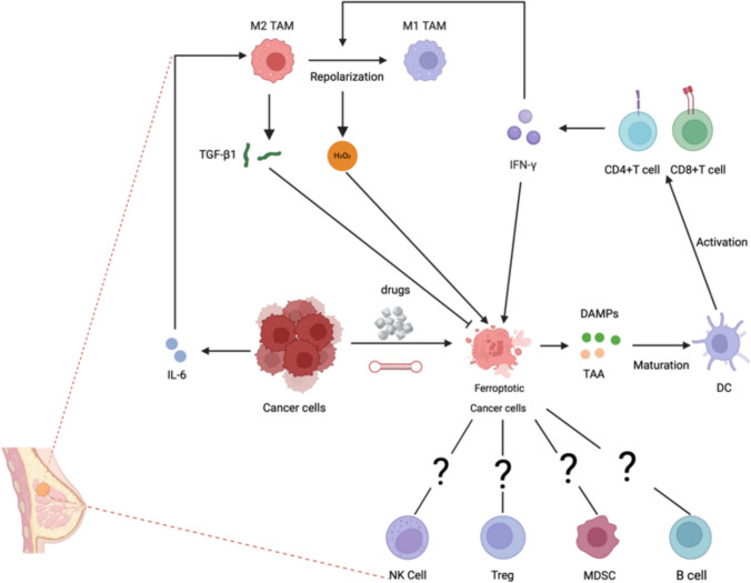 Ferroptosis in TNBC: interplay with tumor-infiltrating immune cells and therapeutic implications.