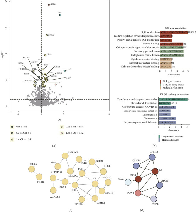 Genetically Prioritized Plasma Proteins as Candidate Therapeutic Targets for Dry Age-Related Macular Degeneration.