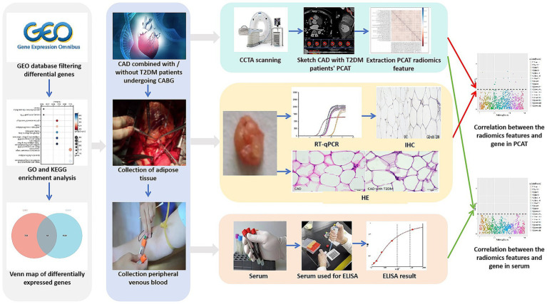 <i>TP53</i> expression in PCAT in coronary artery disease combined with type 2 diabetes mellitus and its correlation with CCTA radiomic features: novel imaging biomarkers.