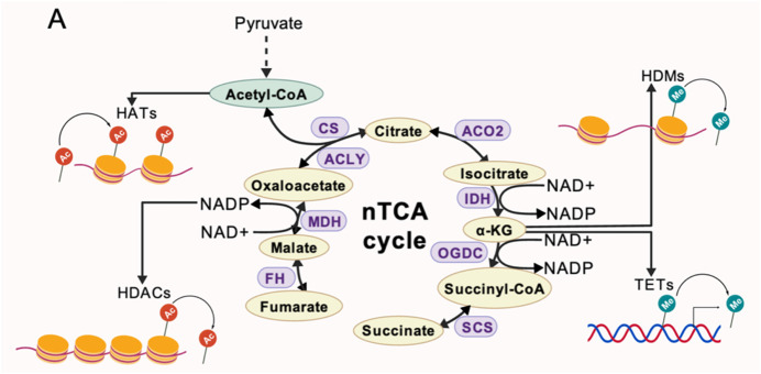 The role and regulatory mechanisms of the TCA cycle in early embryonic development.