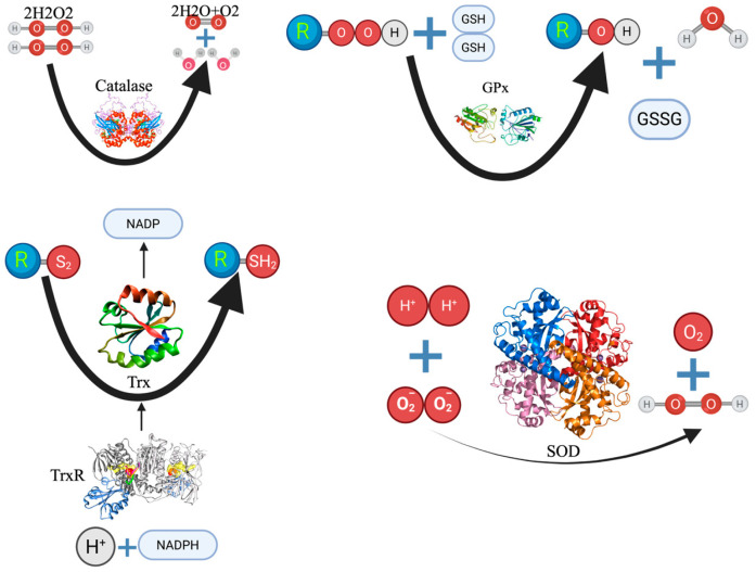 Beyond Antioxidants: How Redox Pathways Shape Cellular Signaling and Disease Outcomes.