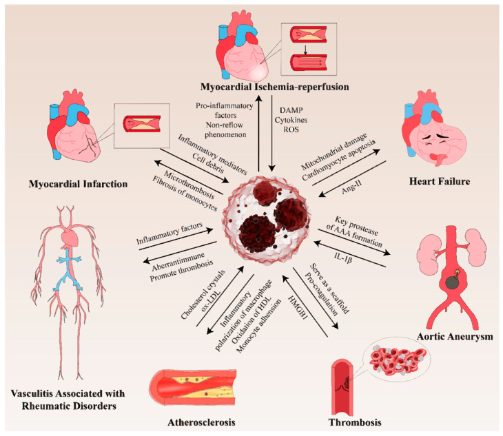 Neutrophil Extracellular Traps in Cardiovascular Diseases: Pathological Roles and Therapeutic Implications.