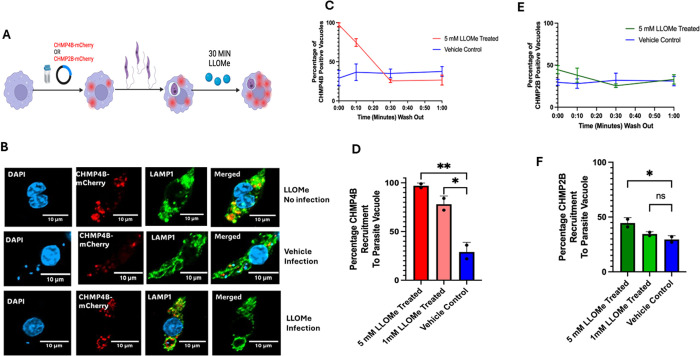 A non-canonical activation of the host's ESCRT machinery is required for the scission of parasitophorous vacuoles and the replication of Leishmania donovani.