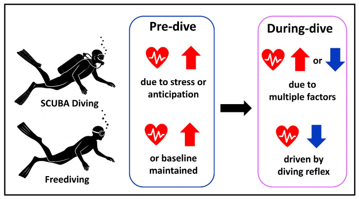 Wearable Technology in Diving: A Review of Heart Rate and Oxygen Saturation Monitoring for Enhanced Safety and Performance.