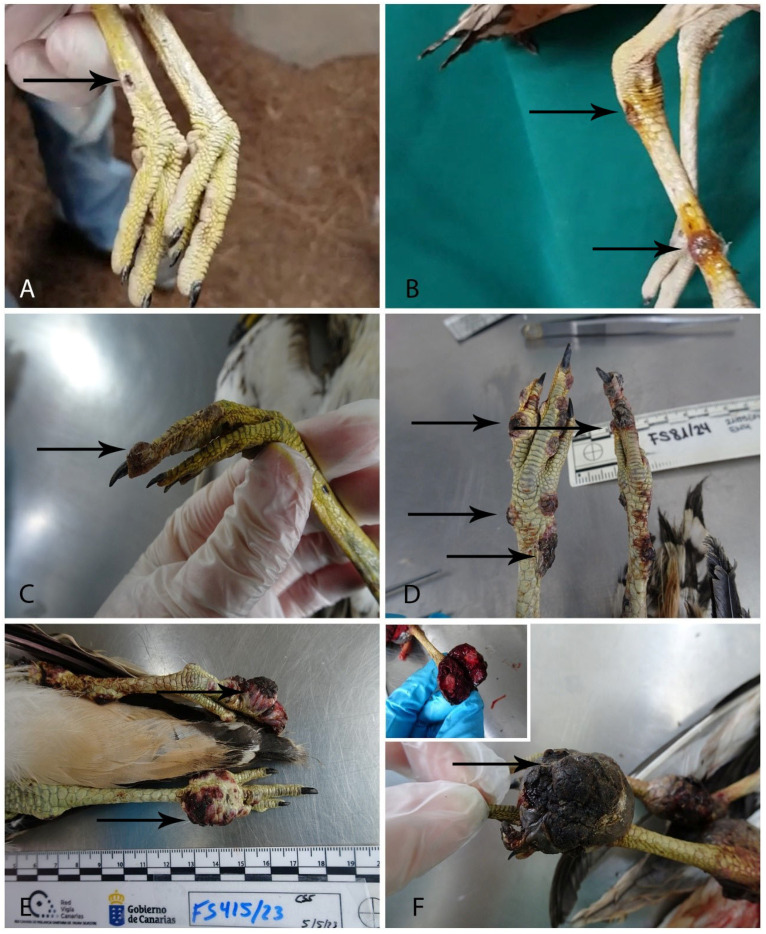 Pathological and Molecular Characterization of <i>Avipoxvirus</i> Infection in <i>Burhinus oedicnemus</i> in the Canary Islands.