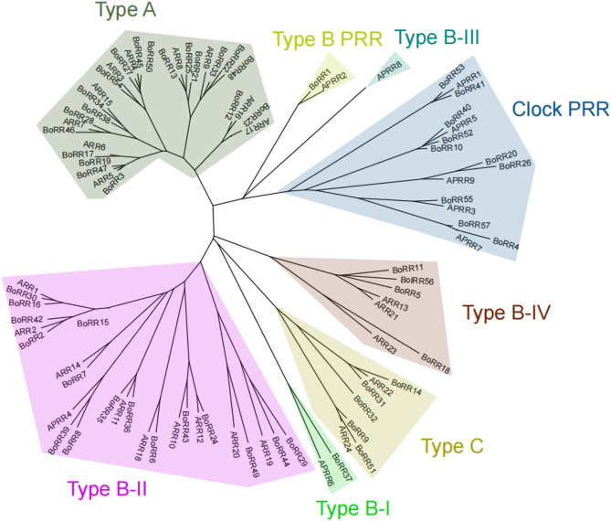 Identification of BoRR gene family in cauliflower: roles in curd development and salt tolerance.