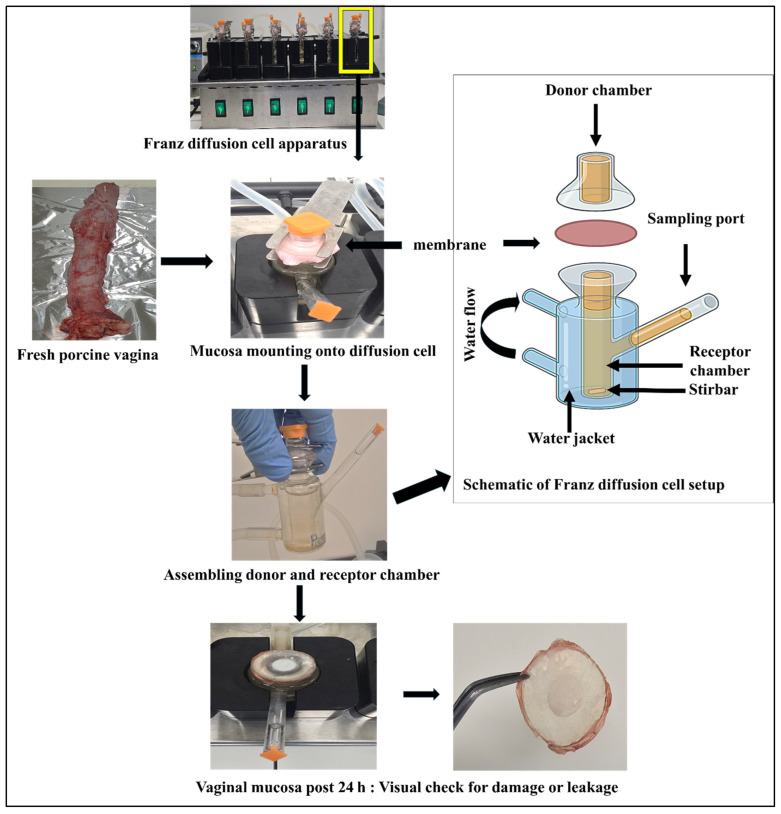 Evaluation of Permeation Enhancers for Vaginal Delivery of Buserelin Acetate Using a Validated Chromatographic Method and Ex Vivo Porcine Model.