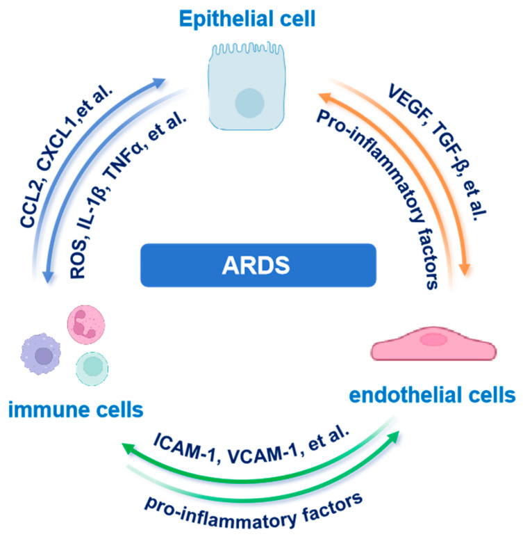 Alveolar Epithelial Cell Dysfunction in Acute Respiratory Distress Syndrome: Mechanistic Insights and Targeted Interventions.