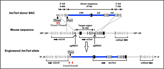 Genetic Engineering of Humanized Telomere Mice.