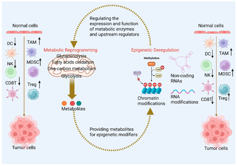 Crosstalk Between Metabolic Reprogramming and Epigenetic Modifications in Colorectal Cancer: Mechanisms and Clinical Applications.