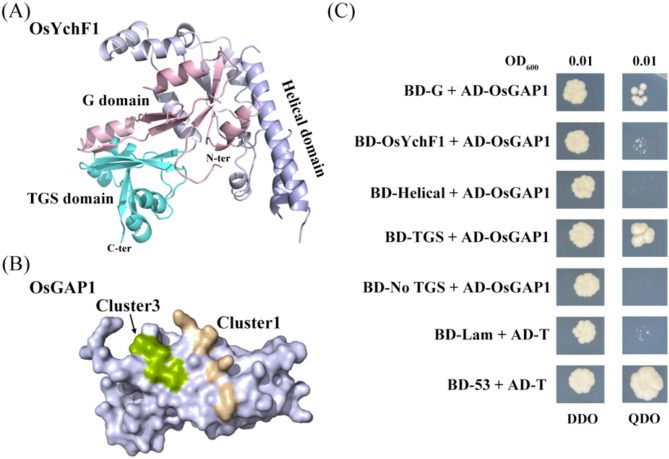 From biophysical interaction to structural modeling: bi-terminal G and TGS domains drive rice OsYchF1-OsGAP1 complex formation.