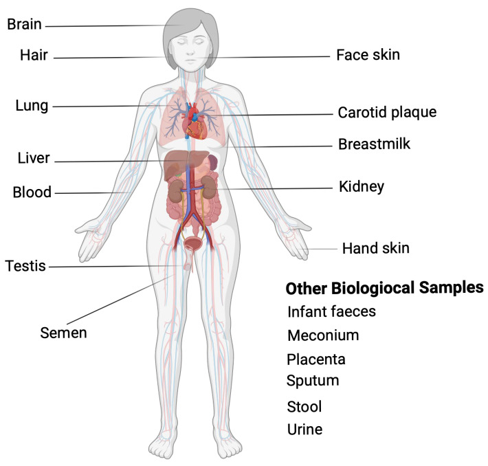 Polyethylene Microplastics and Human Cells: A Critical Review.