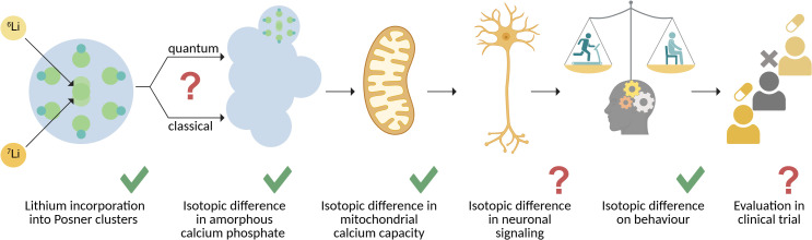 Isotope-specific lithium bioactivity - physiological reality or laboratory oddity?