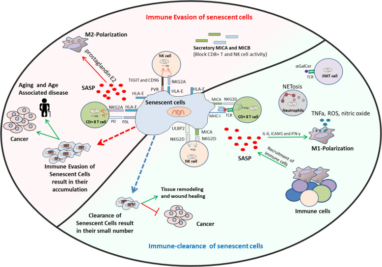 Targeting immunosenesence promotes clearance of senescent cells.