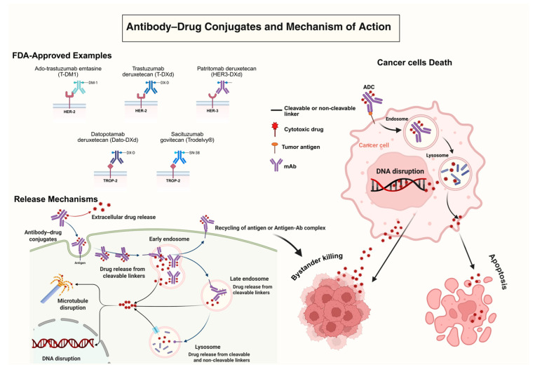 Strategic and Chemical Advances in Antibody-Drug Conjugates.