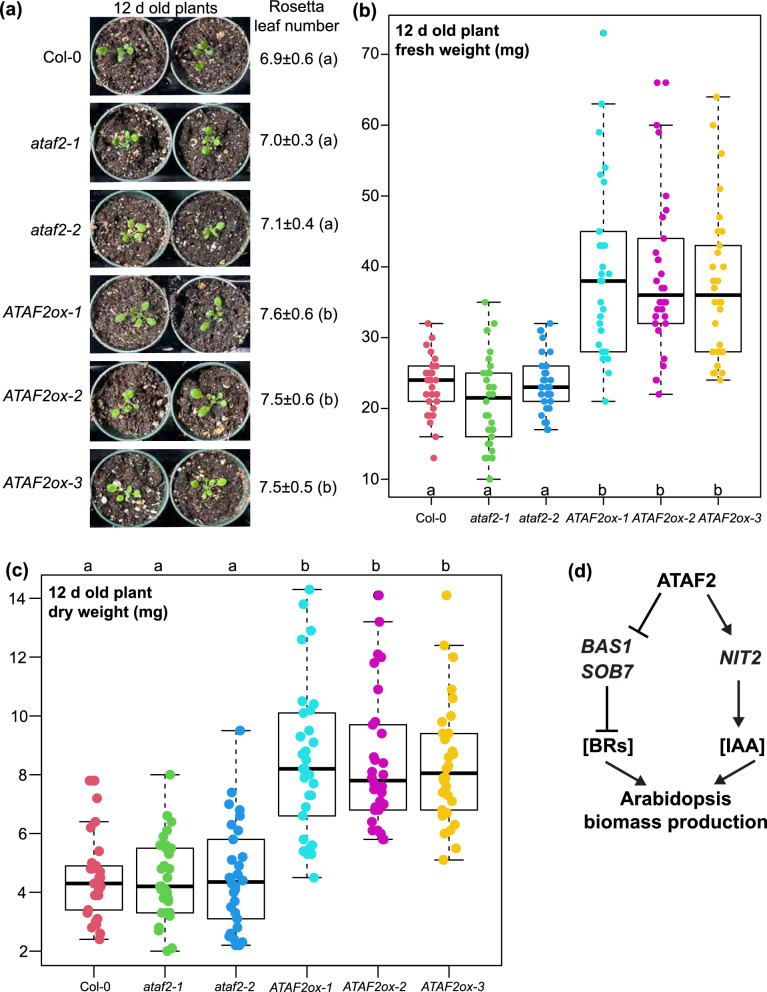 The NAC transcription factor ATAF2 enhances Arabidopsis biomass and chlorophyll a accumulations at the early growth stage.